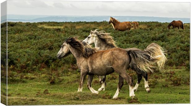 Horses running along the common in the Gower Canvas Print by Jenny Hibbert