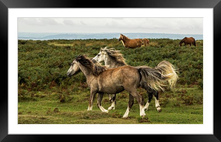 Horses running along the common in the Gower Framed Mounted Print by Jenny Hibbert