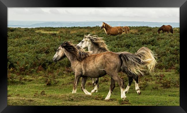 Horses running along the common in the Gower Framed Print by Jenny Hibbert