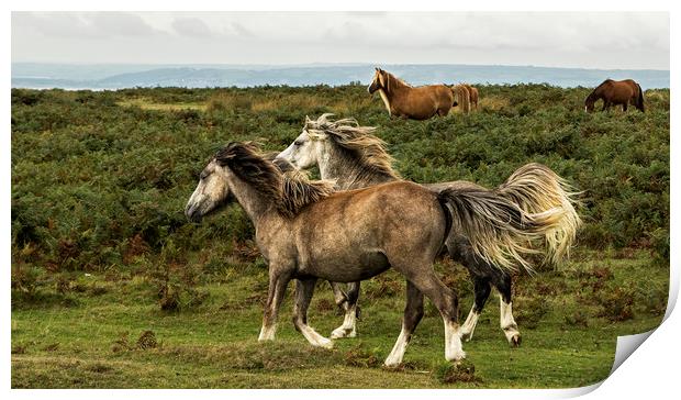 Horses running along the common in the Gower Print by Jenny Hibbert