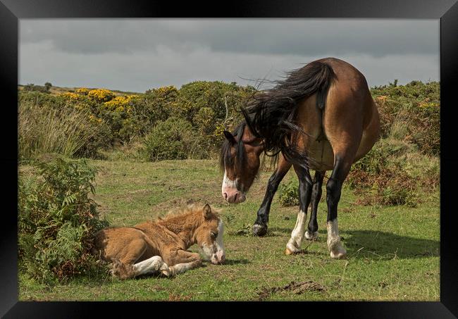 Mare with foal on the Gower Framed Print by Jenny Hibbert