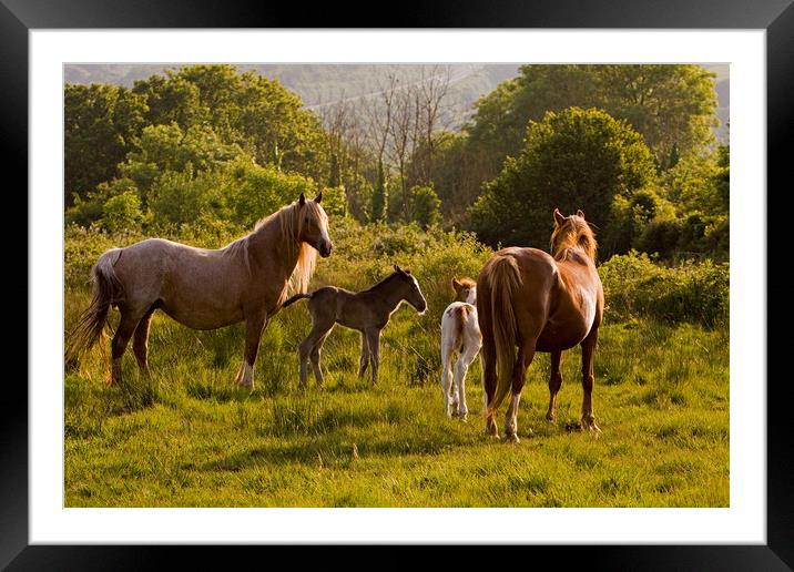 Horses & foals meet Framed Mounted Print by Jenny Hibbert