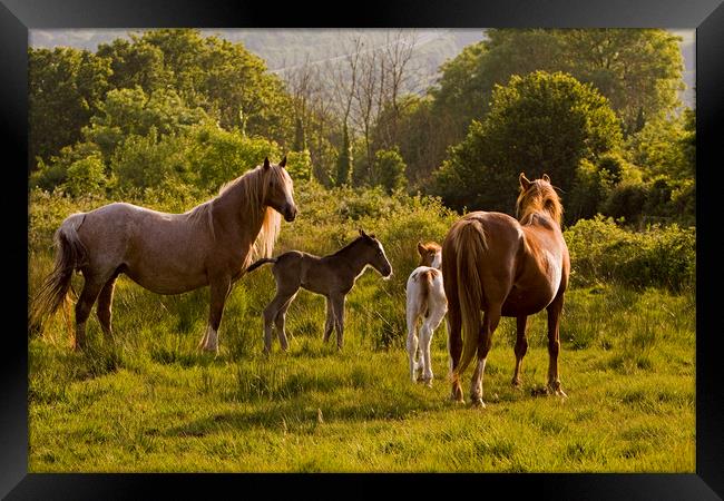 Horses & foals meet Framed Print by Jenny Hibbert