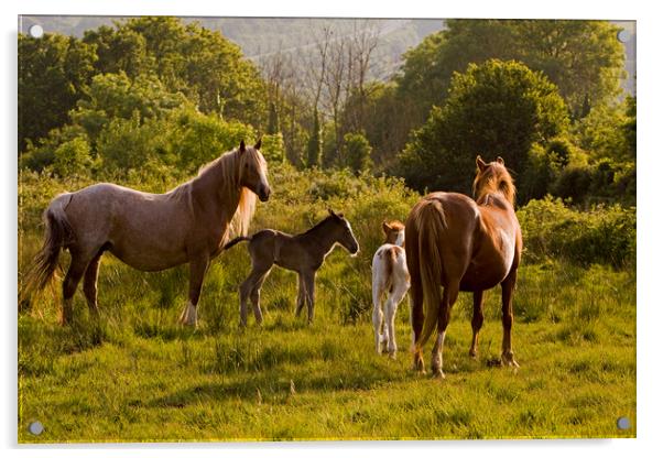 Horses & foals meet Acrylic by Jenny Hibbert