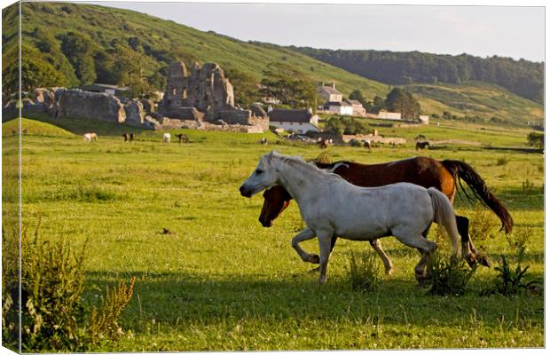 Horses in field by Ogmore castle Canvas Print by Jenny Hibbert