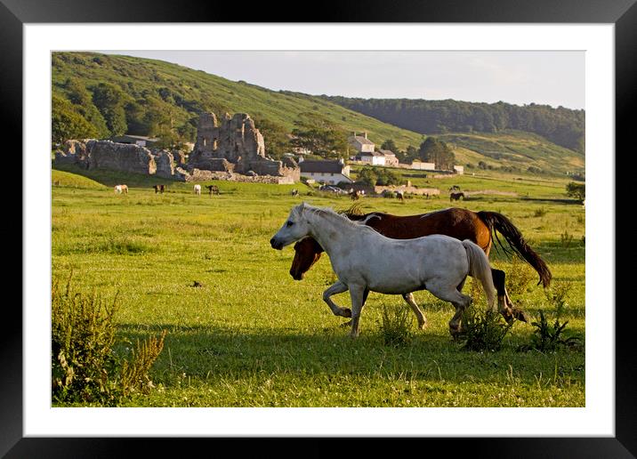 Horses in field by Ogmore castle Framed Mounted Print by Jenny Hibbert