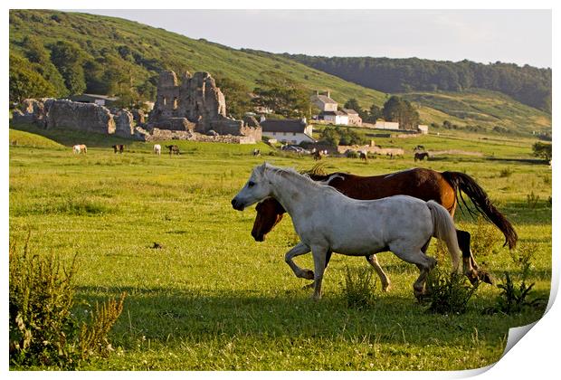 Horses in field by Ogmore castle Print by Jenny Hibbert