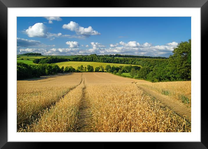   Wheat Field near Wentworth                       Framed Mounted Print by Darren Galpin