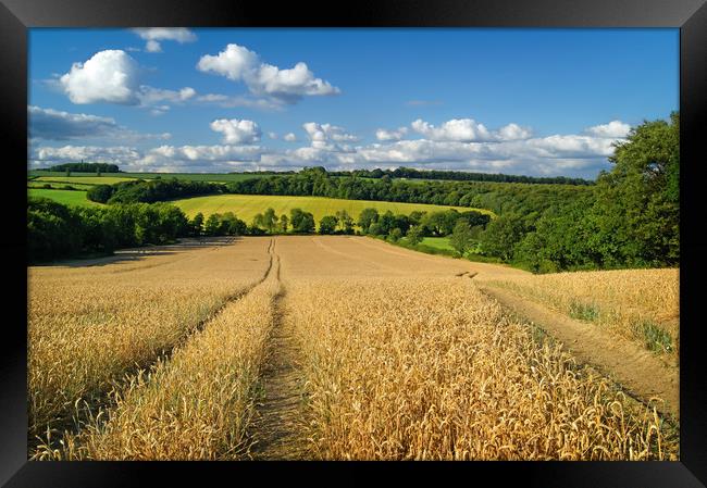   Wheat Field near Wentworth                       Framed Print by Darren Galpin