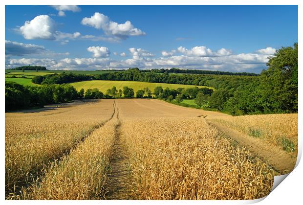   Wheat Field near Wentworth                       Print by Darren Galpin