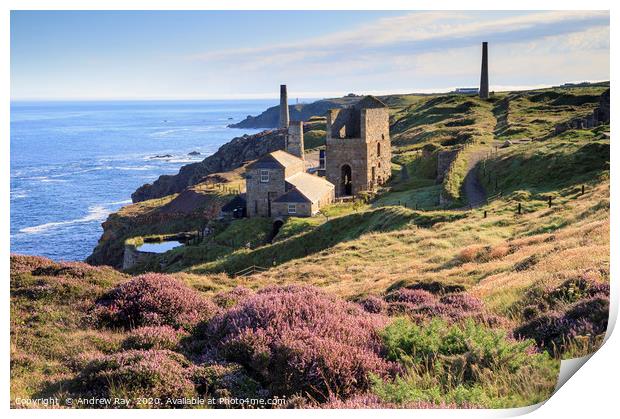 Heather at Levant Mine Print by Andrew Ray