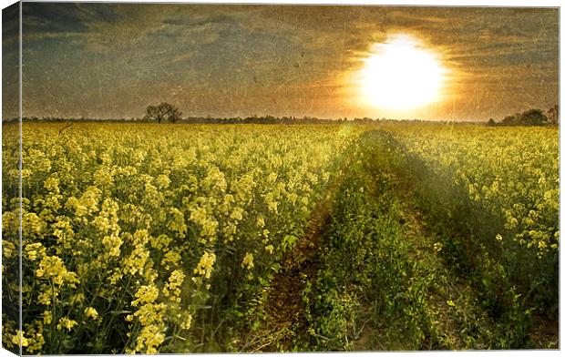Going Home, Rapeseed field at Sunset Canvas Print by Simon Gladwin