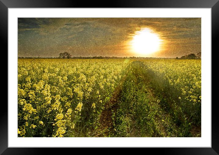 Going Home, Rapeseed field at Sunset Framed Mounted Print by Simon Gladwin
