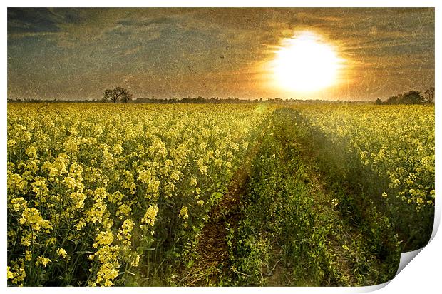 Going Home, Rapeseed field at Sunset Print by Simon Gladwin