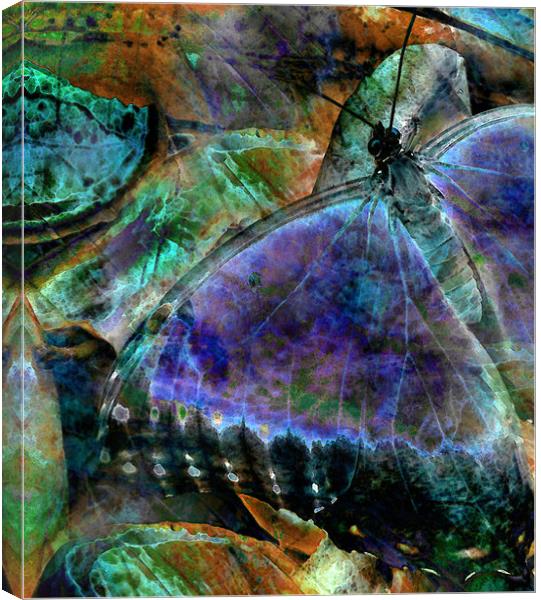 butterfly on fruit - abstract Canvas Print by Heather Newton