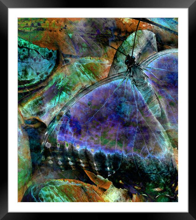 butterfly on fruit - abstract Framed Mounted Print by Heather Newton