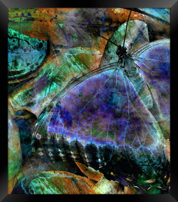 butterfly on fruit - abstract Framed Print by Heather Newton