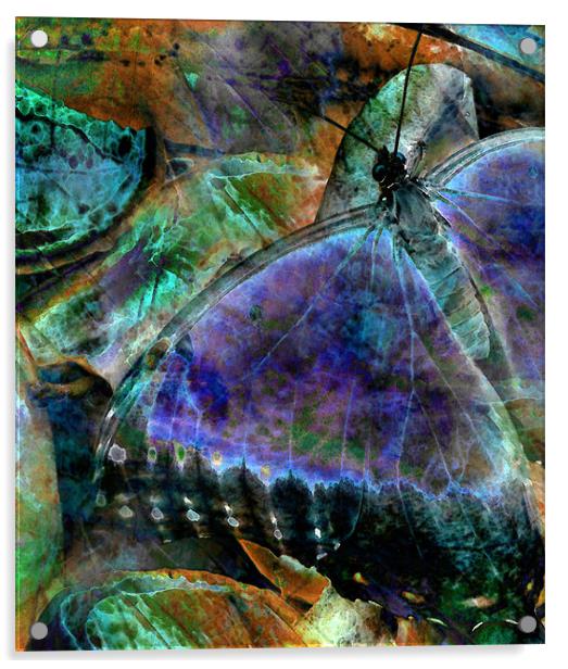 butterfly on fruit - abstract Acrylic by Heather Newton