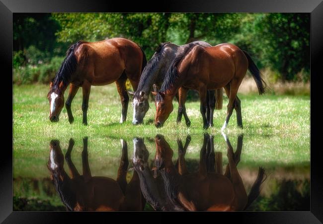 Grazing Horses Framed Print by Roger Daniel
