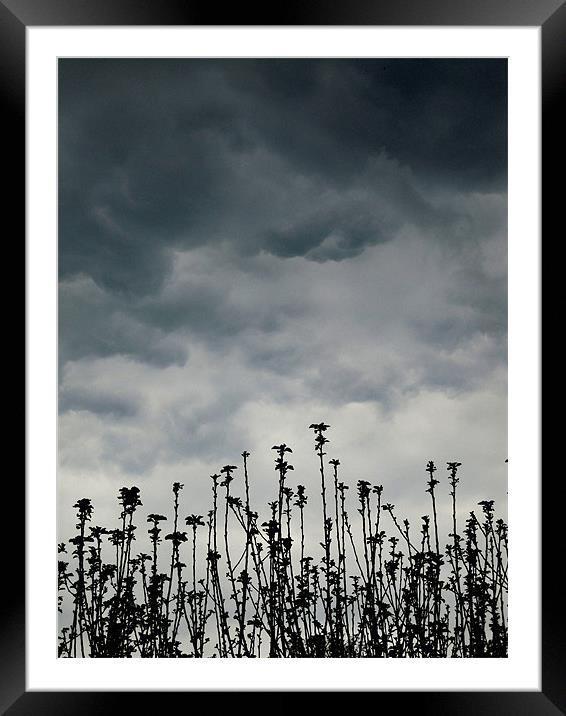 storm clouds over the apple tree Framed Mounted Print by Heather Newton