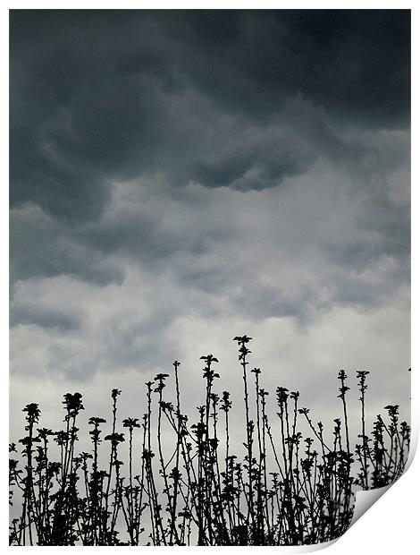 storm clouds over the apple tree Print by Heather Newton