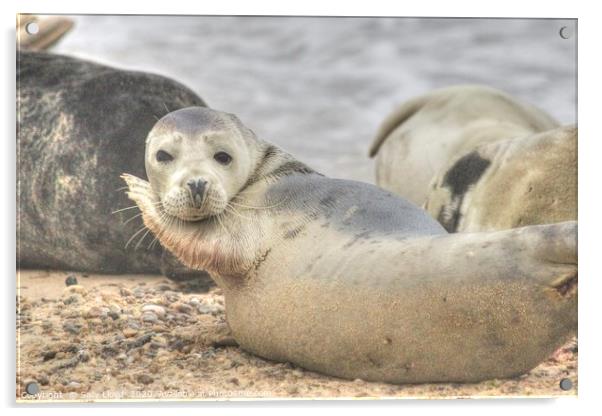 Horsey Seal in the mood to pose. c Acrylic by Sally Lloyd