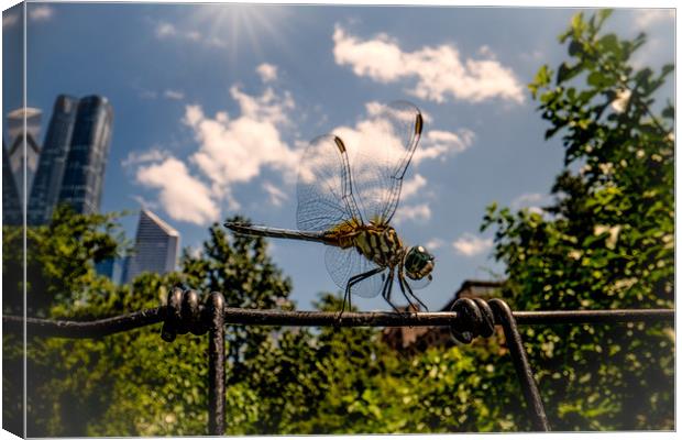 The Giant New York City Dragonfly Canvas Print by Chris Lord