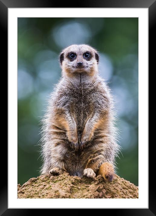Portrait of a meerkat Framed Mounted Print by Jason Wells