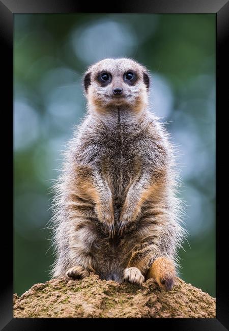 Portrait of a meerkat Framed Print by Jason Wells