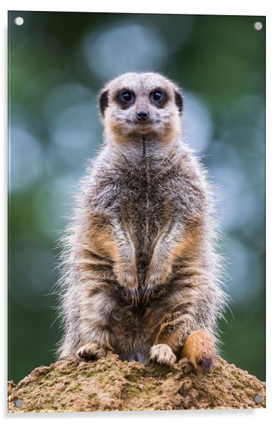 Portrait of a meerkat Acrylic by Jason Wells