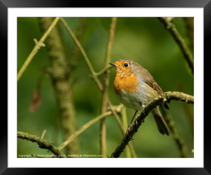 Little Robin Red Breast Framed Mounted Print by Jason Vaughan