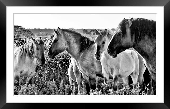 Konik Horses at Minsmere Suffolk Framed Mounted Print by Darren Burroughs