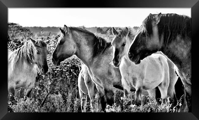Konik Horses at Minsmere Suffolk Framed Print by Darren Burroughs