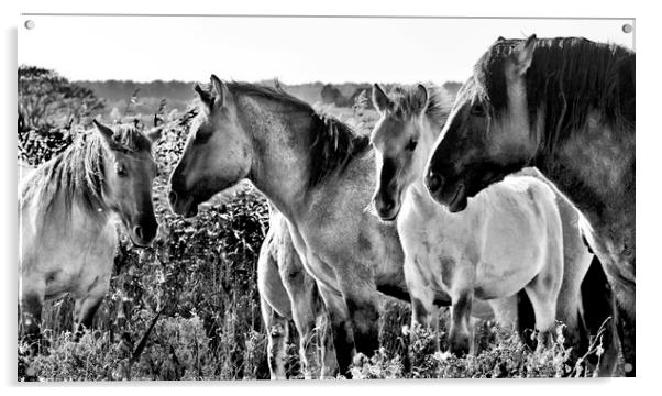 Konik Horses at Minsmere Suffolk Acrylic by Darren Burroughs