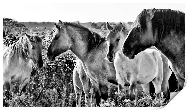 Konik Horses at Minsmere Suffolk Print by Darren Burroughs