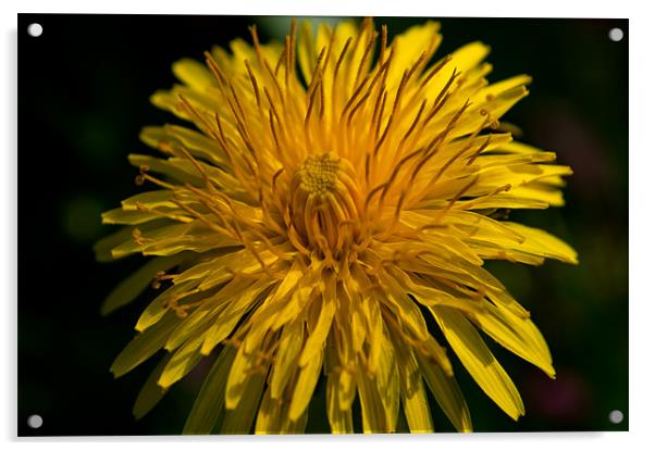 Dandelion Flower Acrylic by Karen Martin