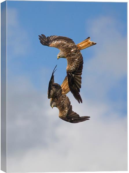 Red Kites swooping down Canvas Print by Jenny Hibbert