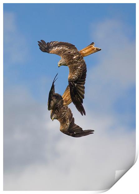 Red Kites swooping down Print by Jenny Hibbert