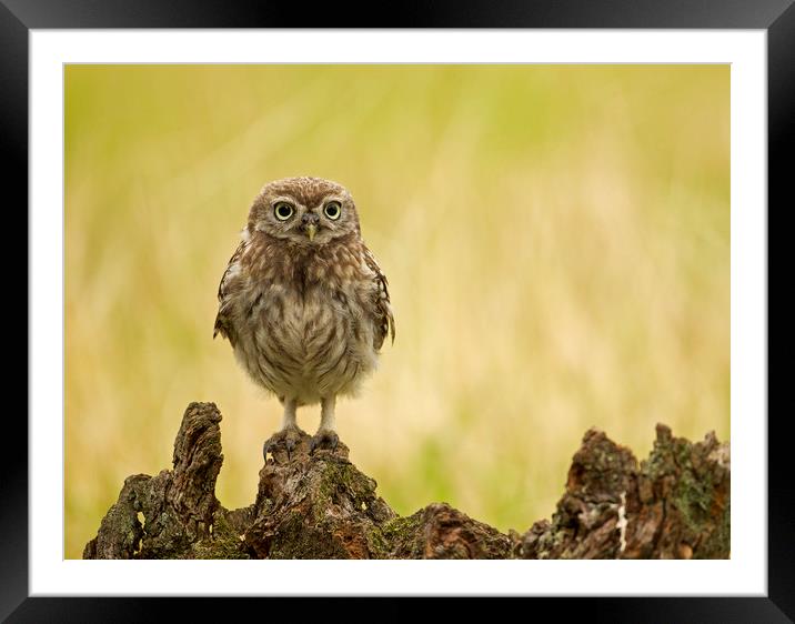 Wild Little Owl Framed Mounted Print by Jenny Hibbert