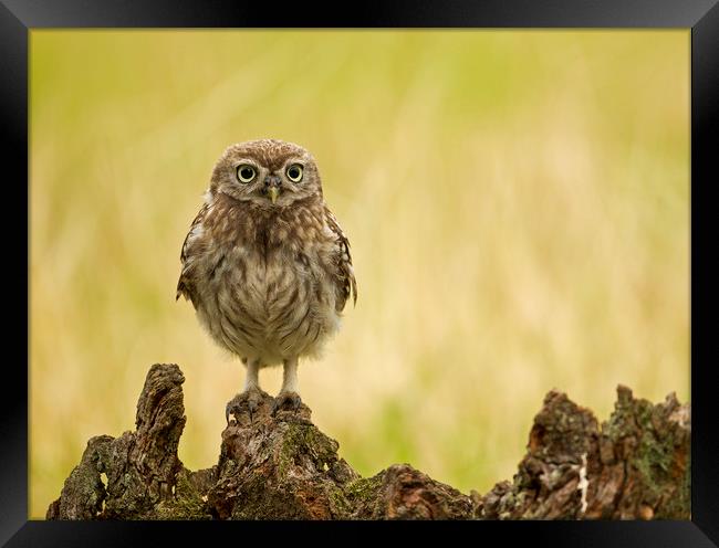 Wild Little Owl Framed Print by Jenny Hibbert