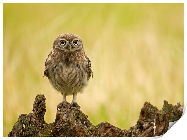 Wild Little Owl Print by Jenny Hibbert