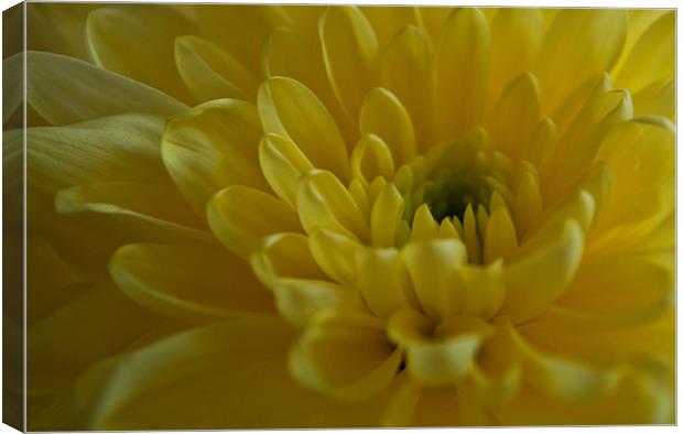 Yellow Chrysanthemum Canvas Print by Karen Martin