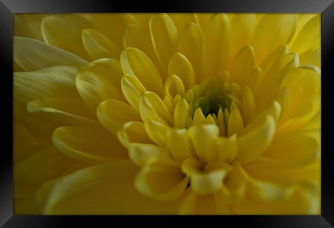 Yellow Chrysanthemum Framed Print by Karen Martin