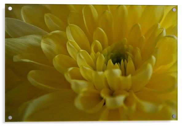 Yellow Chrysanthemum Acrylic by Karen Martin
