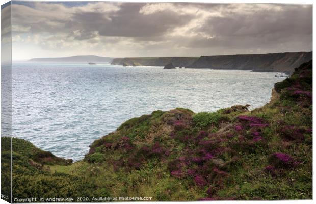 Heather North Cliffs Canvas Print by Andrew Ray