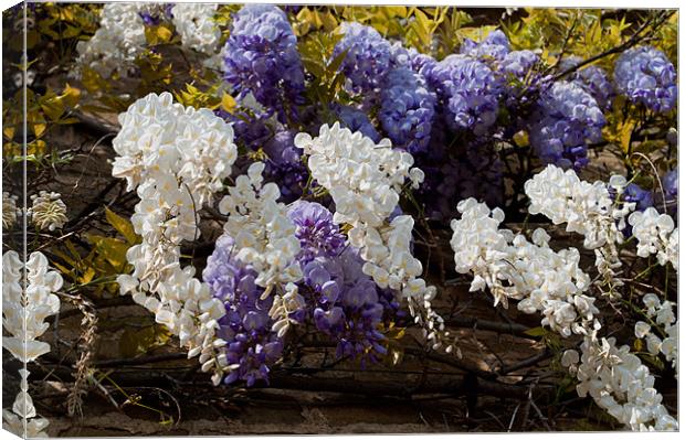 Blue and White Wisteria Canvas Print by Karen Martin