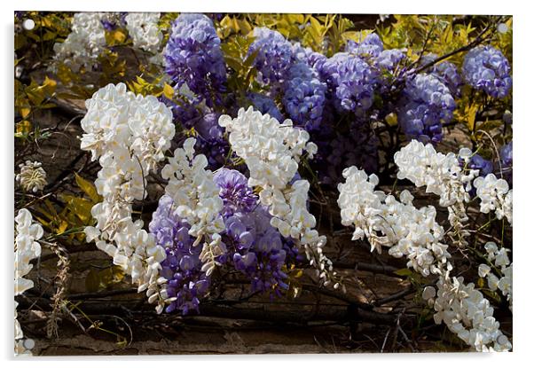 Blue and White Wisteria Acrylic by Karen Martin