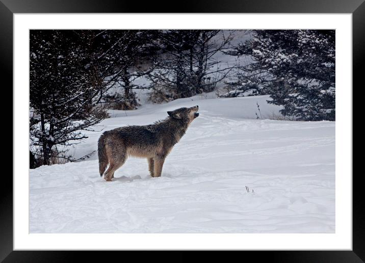 Howling Wolf Framed Mounted Print by Jenny Hibbert