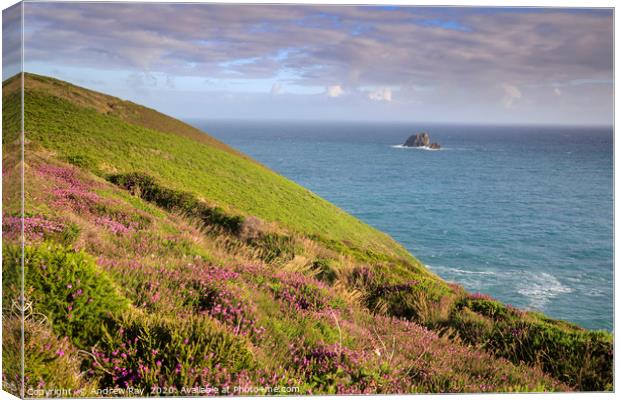 Heather and cow and calf Canvas Print by Andrew Ray