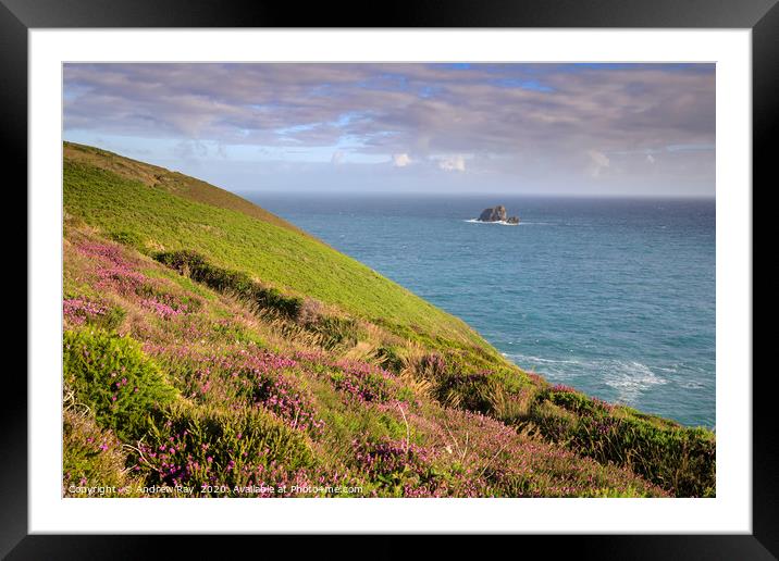 Heather and cow and calf Framed Mounted Print by Andrew Ray